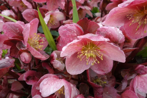 Closeup Shot Helleborus Niger Flowers Beacon Hill Park Victoria Canada — Stock Photo, Image