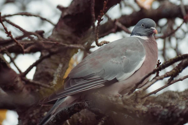 Gros Plan Pigeon Perché Sur Une Branche Arbre Dans Forêt — Photo