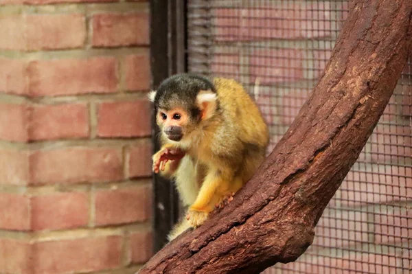 Tiro Close Macaco Esquilo Comum Ramo Zoológico — Fotografia de Stock
