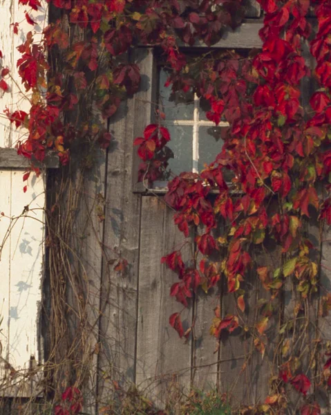 Μια Κάθετη Βολή Από Κόκκινα Φύλλα Κισσού Μια Ξύλινη Πόρτα — Φωτογραφία Αρχείου