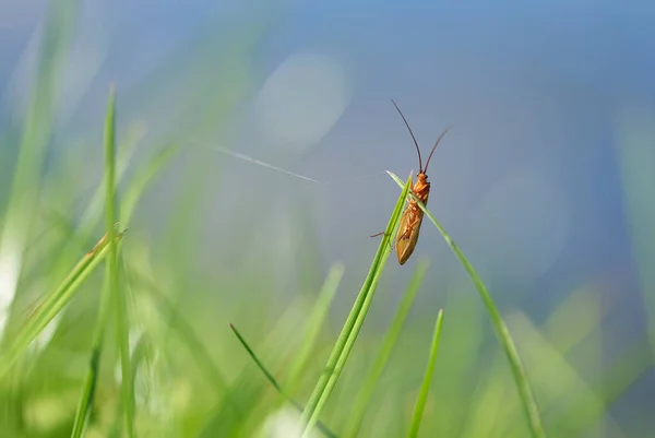 Closeup Small Grasshopper Leaf Blurred Background — Stock Photo, Image