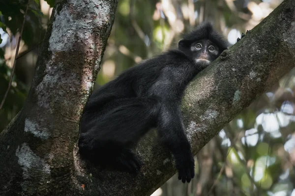 Shallow Focus Dusky Langur Monkey Laying Tree — Stock Photo, Image