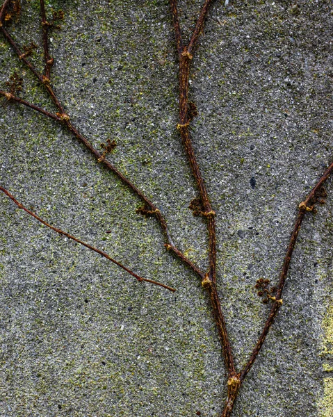 Closeup Shot Ivy Growing Stony Wall — Stock Photo, Image