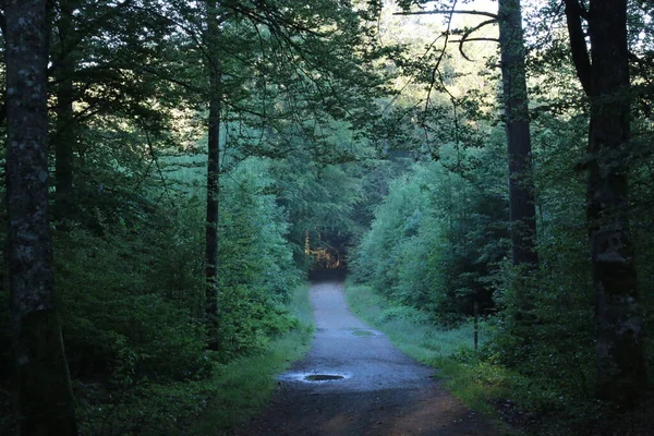Лісова Стежка Вранці — стокове фото