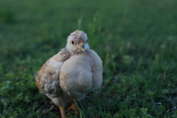 Frango Bebê Branco Fica Alto Olhando Para Câmera — Fotografia de Stock