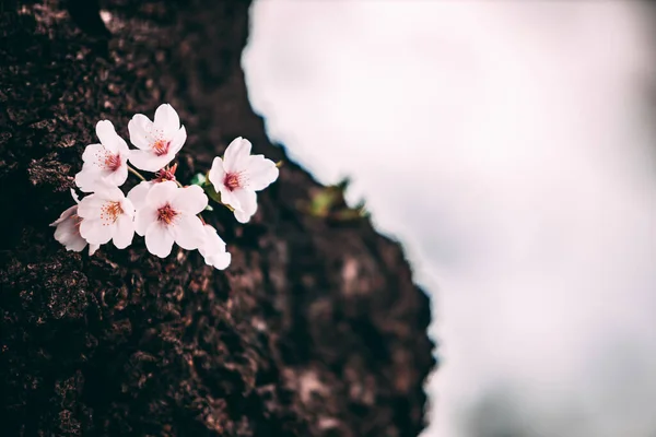 Ein Schöner Schuss Kirschblüte Auf Einem Baumstamm — Stockfoto