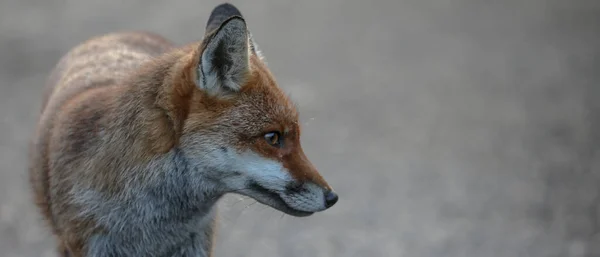 Een Close Shot Van Een Rode Vos Liggend Het Midden — Stockfoto