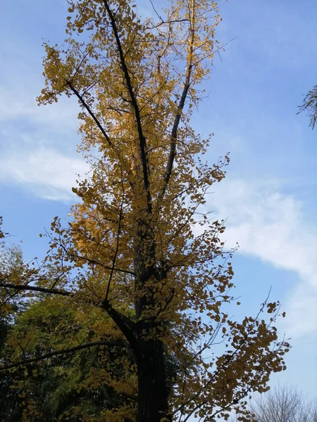 Closeup Vertical Uma Árvore Com Folhas Amarelas Outono Encontro Céu — Fotografia de Stock