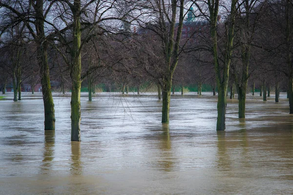 Vertical Shot High Trees Flooded Park Shrewsbury United Kingdom — Stock Photo, Image