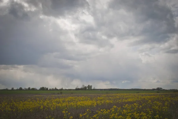 Красивый Вид Желтый Цветок Сельской Местности Облачным Небом — стоковое фото