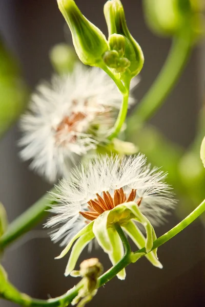Bulanık Arkaplanda Büyüyen Karahindiba Görüntüsü — Stok fotoğraf