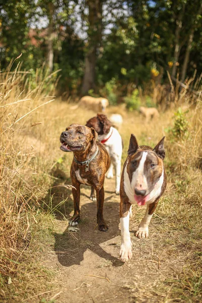 Krásný Záběr Pitbula Teriéra Běžícího — Stock fotografie