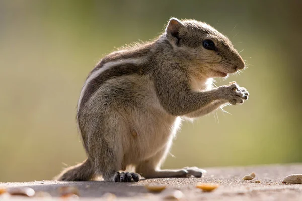 Eine Nahaufnahme Eines Indischen Palmenhörnchens Funambulus Palmarum Beim Fressen Während — Stockfoto