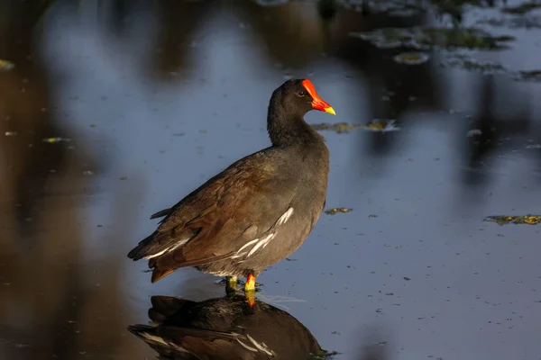 Sıradan Bir Gallinule Göle Dalışının Fotoğrafı — Stok fotoğraf