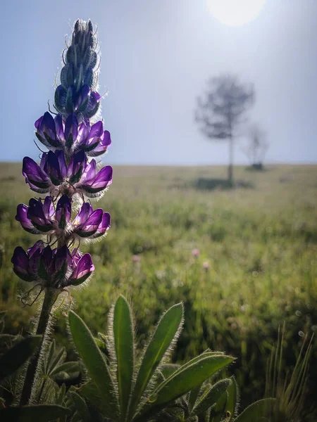 Primer Plano Una Hermosa Planta Lupine Prado Con Fondo Borroso — Foto de Stock