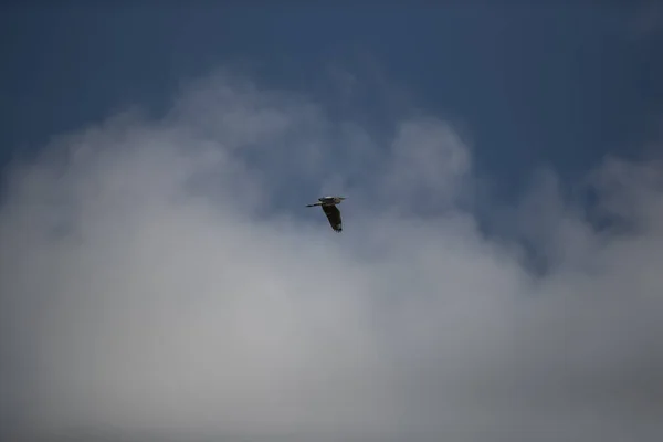 Uma Silhueta Pássaro Voando Céu Azul Nublado — Fotografia de Stock
