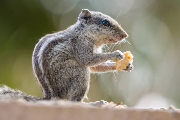 一只印度棕榈松鼠站在石头表面吃东西时的特写镜头 — 图库照片