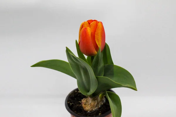 Reprezentatywny Wiosenny Kwiat Holenderski Różowy Tulipan — Zdjęcie stockowe