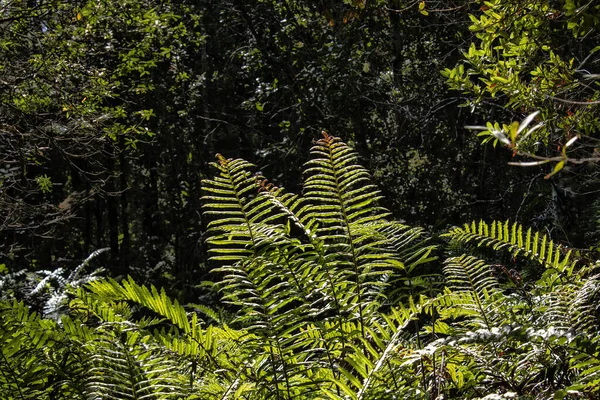 Une Belle Fougère Poussant Dans Parc Avec Des Arbres Par — Photo