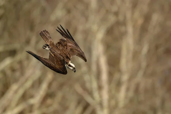Селективный Фокус Снимка Птицы Оспри Летящей Вниз Поймать Свою Добычу — стоковое фото