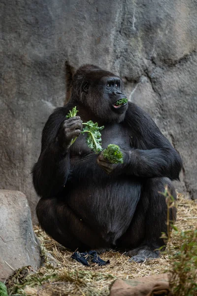 Vertikal Bild Vuxen Gorilla Äta Grönska — Stockfoto