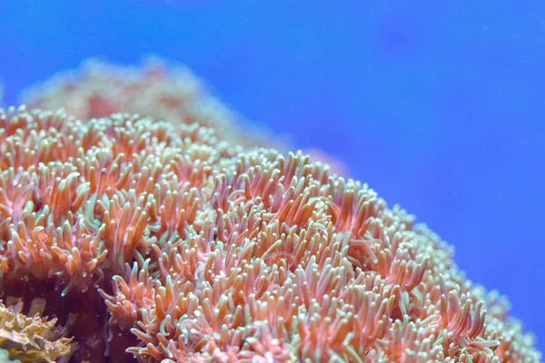 Крупним Планом Знімок Красивих Рожевих Коралів Під Водою — стокове фото