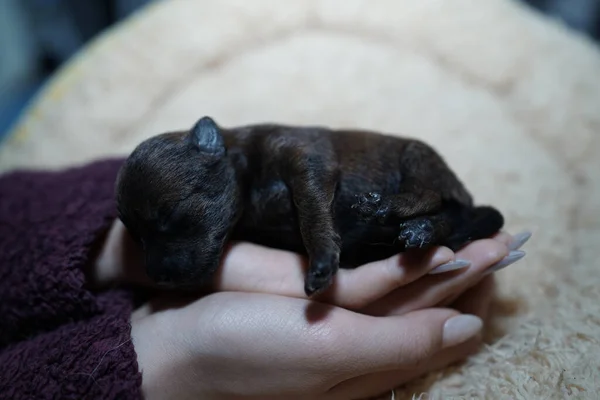 かわいい新生児の犬が手の中で眠っている — ストック写真