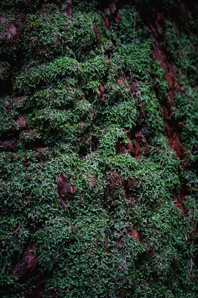 幹に登る高密度に成長した緑の苔の垂直閉鎖 — ストック写真