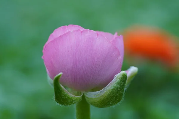 Primo Piano Fiore Viola Chiaro Nelumbo Nucifera Gambo Verde Sullo — Foto Stock