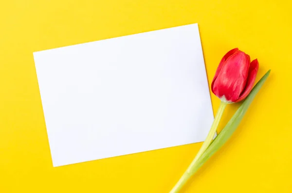 Eine Rote Tulpe Auf Gelbem Hintergrund Mit Weißem Papier Mit — Stockfoto