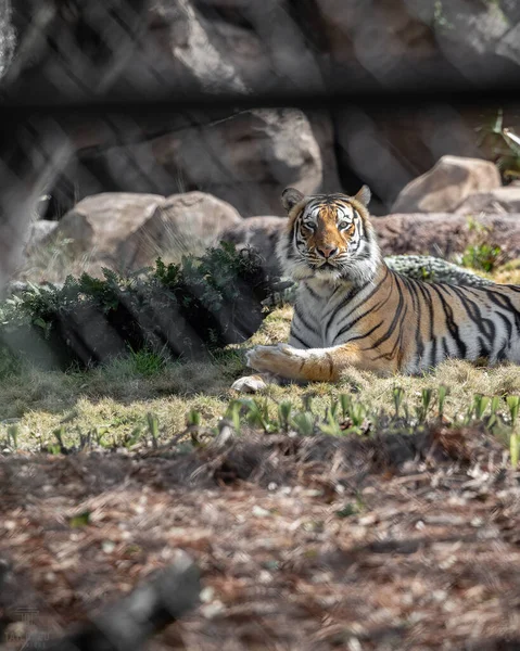 Shot Beautiful Bengal Tiger Sitting Animals Park Sunny Day — Stock fotografie