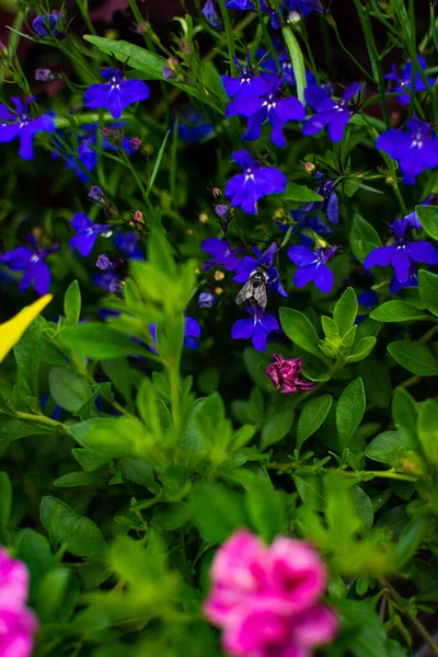 Szelektív Fókusz Felvétel Kék Trailing Lobelia Virágok Kertben — Stock Fotó