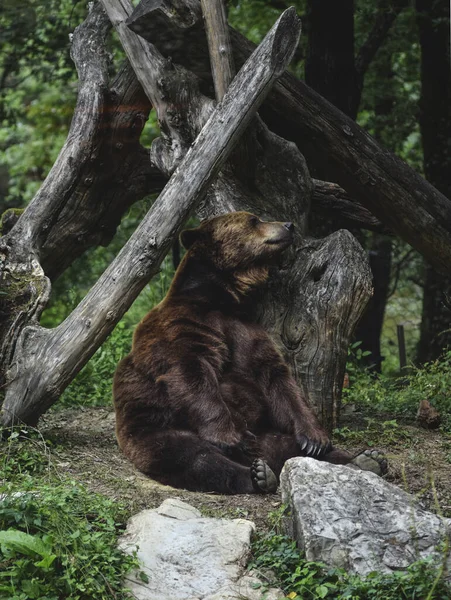 Tiro Vertical Urso Sentado Uma Árvore Zoológico — Fotografia de Stock