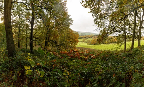 Вид Красивый Лес Начале Осени Англия Йоркшир — стоковое фото