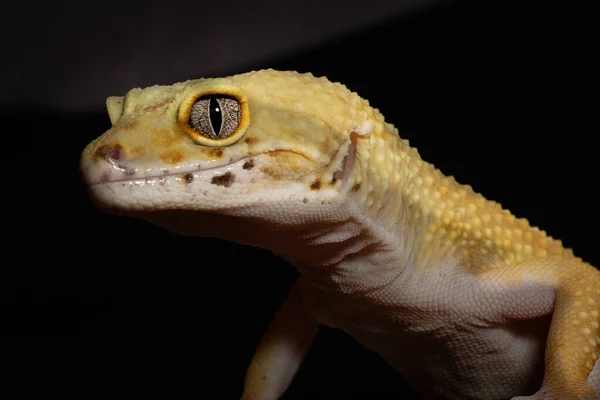 Gros Plan Bébé Léopard Gecko — Photo