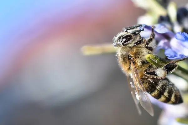 꿀벌의 — 스톡 사진