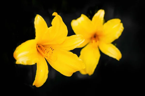 Tiro Close Duas Flores Amarelas Daylily Fundo Preto — Fotografia de Stock