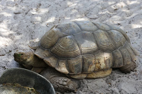 Eine Riesige Schildkröte Kriecht Strand Sand Auf Der Insel — Stockfoto