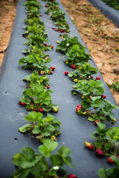 農場で栽培されている新鮮なイチゴ — ストック写真