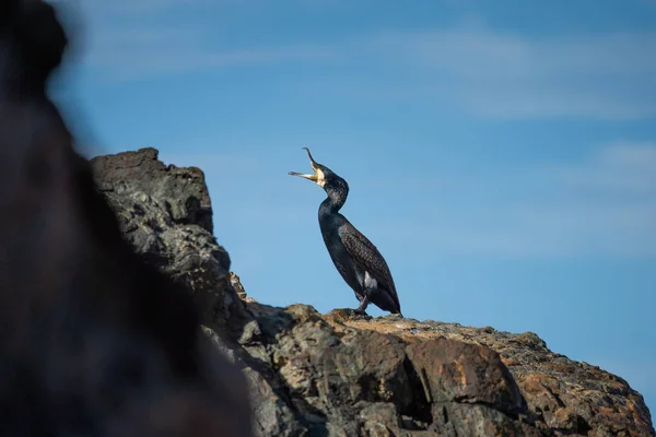 Close Cormorão Pied Bocejando Sobre Uma Rocha Dia Ensolarado — Fotografia de Stock