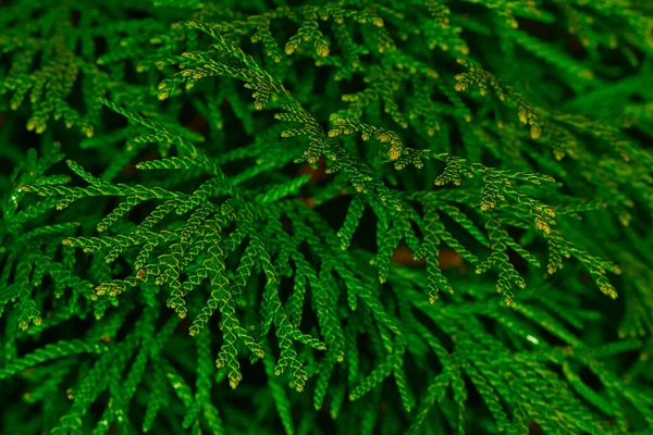 Zbliżenie Zielonych Gałęzi Thujopsis Dolabrata Idealne Tło — Zdjęcie stockowe