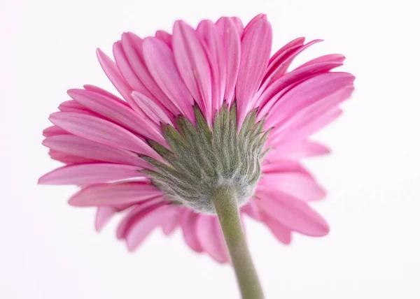 Back View Pink Gerbera Flower Isolated White Background — Stock Photo, Image