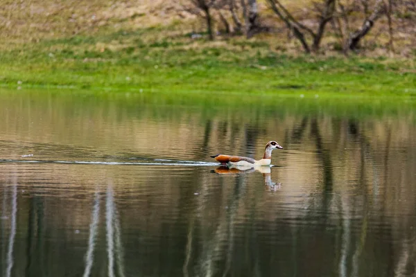 Ensam Gräsänder Flyter Lugn Sjö Med Spegling Träd Ytan — Stockfoto