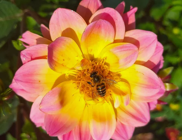 Eine Selektive Fokusaufnahme Einer Biene Die Pollen Einer Rosa Blume — Stockfoto