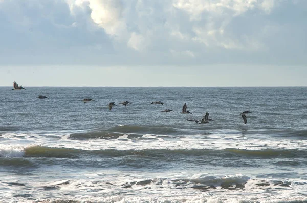 Großaufnahme Einer Pelikanherde Über Der Smaragdinsel North Carolina — Stockfoto