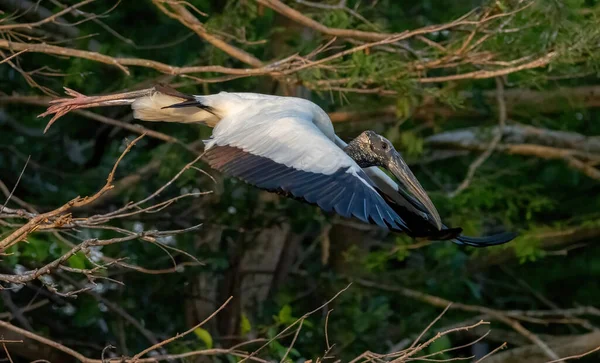 Scenic Shot Florida Wood Stork Bird Flight — Stock Photo, Image