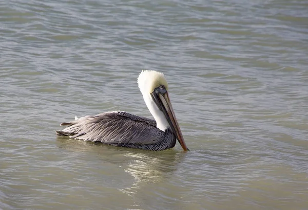 Pelícano Marrón Cabeza Blanca Las Tranquilas Aguas Del Golfo México — Foto de Stock