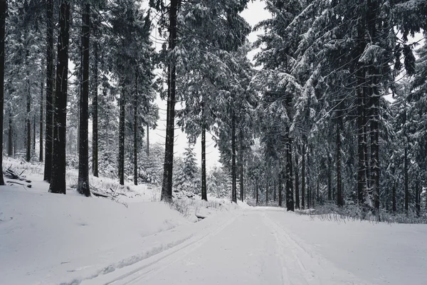 Ein Schöner Blick Auf Schneebedeckten Tannenwald — Stockfoto