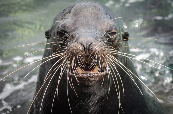 Portret Lwa Morskiego Długimi Wąsami Wynurzającego Się Wody Wyspach Galapagos — Zdjęcie stockowe