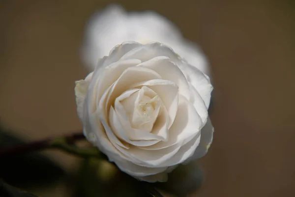 Vertical Shot Beautiful White Rose Blurred Background — Stock Photo, Image